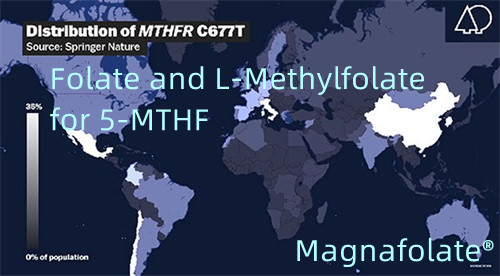 Folaat ja L-metüülfolaat 5-MTHF jaoks