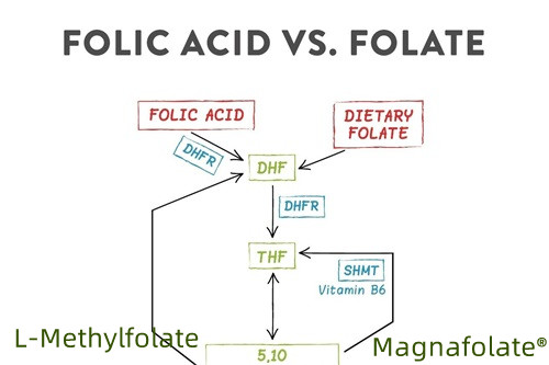Kokkuvõte folaadist ja L-metüülfolaadist