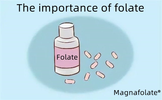 Folaadi-magnafolaadi tähtsus