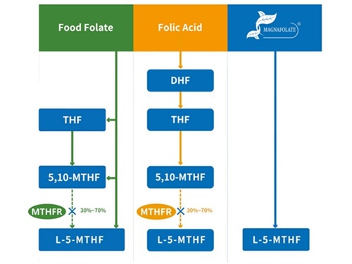 Kaltsium L-5-metüültetrahüdrofolaat VS foolhape
